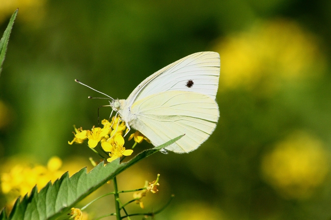 Pieris......???